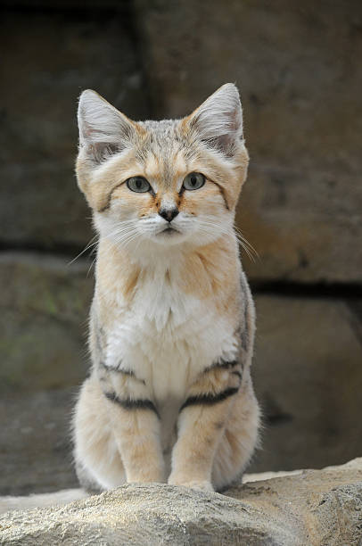 A sand cat possibly named Stephen