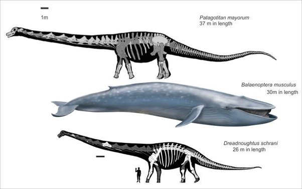 Okay, so maybe dinosaurs ARE bigger than whales...