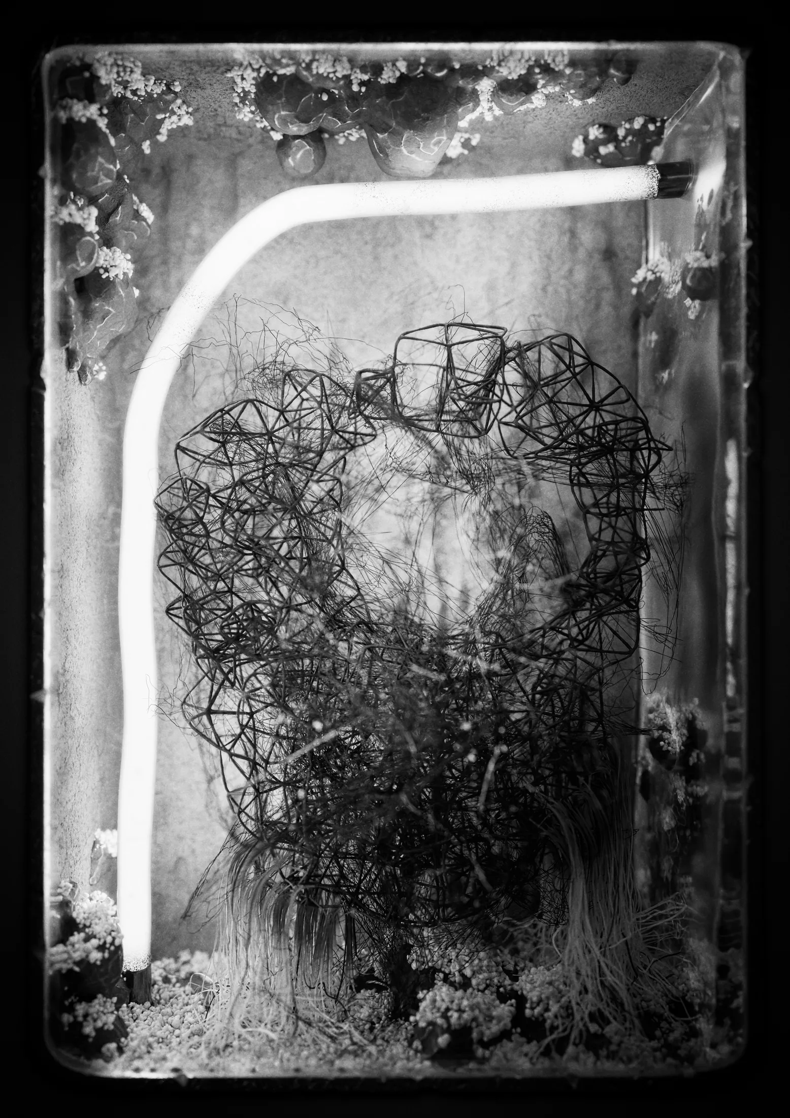 Symplasma: Experiment, Pawel Grzelak