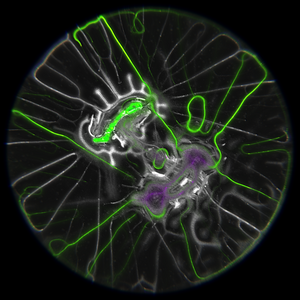 Ethereal Microcosm